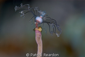 Hydroid with Nikon 105 and Subsee 5X.  Nearly bit through... by Patrick Reardon 